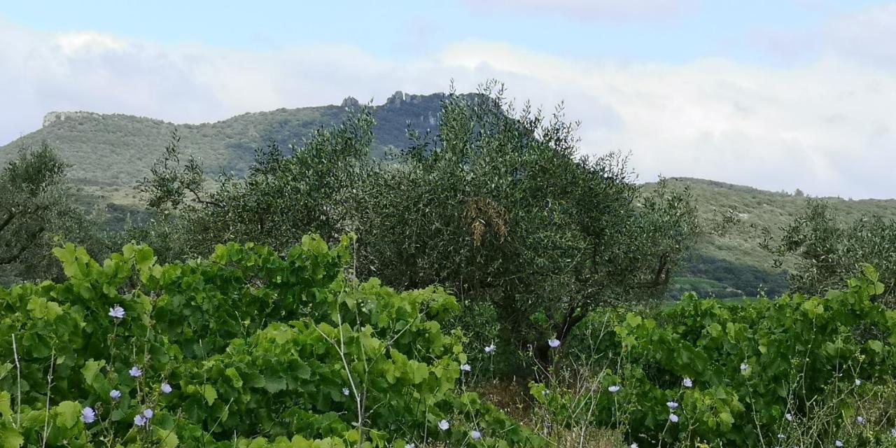 Le Mimosa *