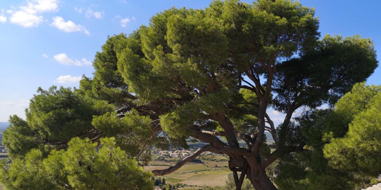 Le Mimosa Bed & Breakfast Saint-Saturnin-de-Lucian