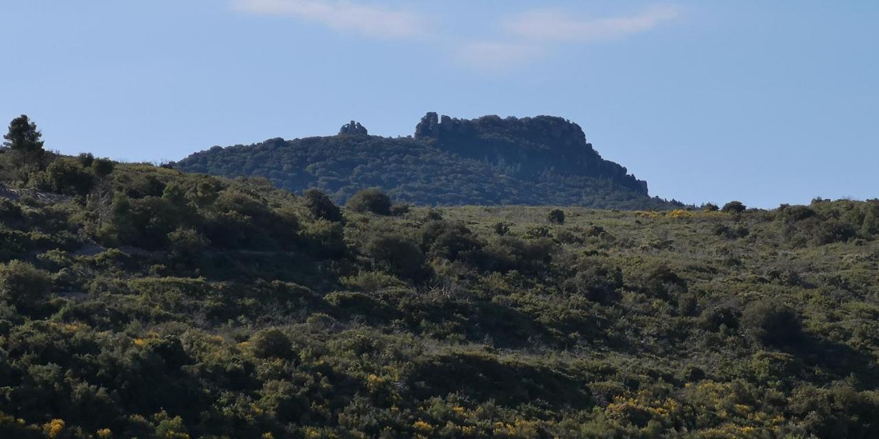 Le Mimosa Saint-Saturnin-de-Lucian