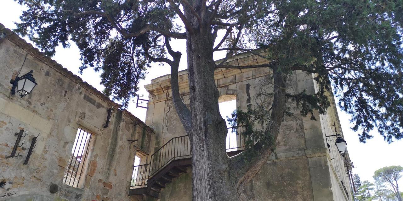 Le Mimosa Saint-Saturnin-de-Lucian