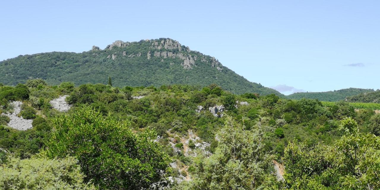 Le Mimosa * Saint-Saturnin-de-Lucian